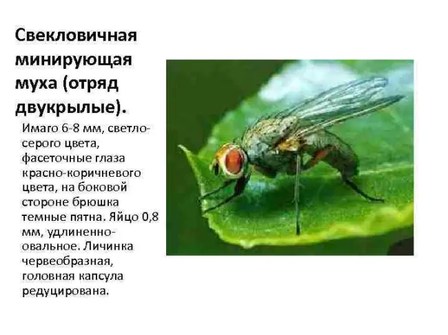 Свекловичная минирующая муха меры борьбы и препараты для защиты | Щелково Агрохим