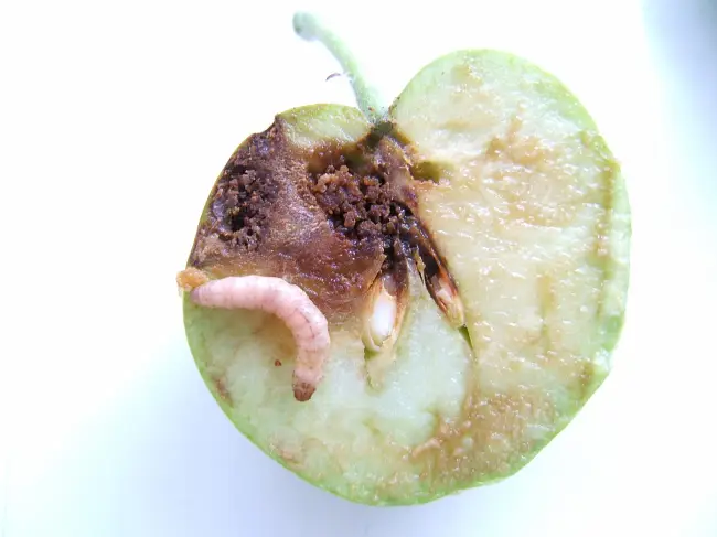Плодожорка на яблоне. Методы борьбы