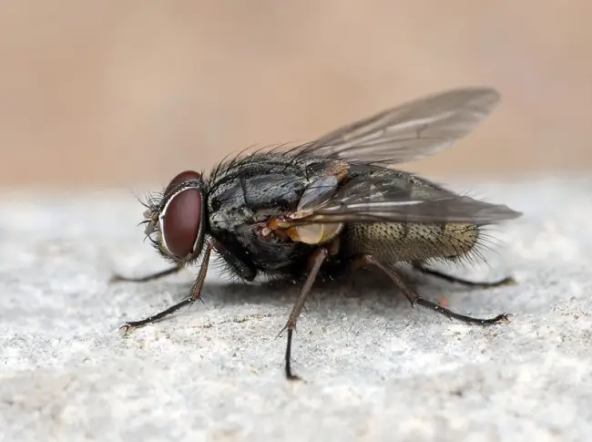 Свекловичная минирующая муха (Pegomyia betae) — Вредители сельхозкультур