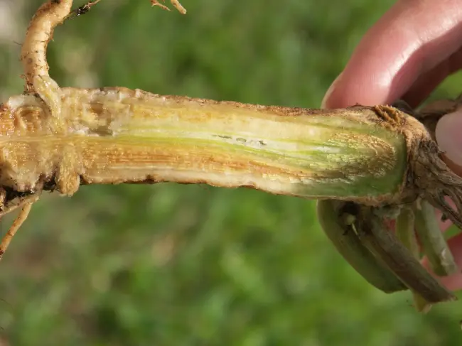 Фузариоз шпината – что вызывает фузариозное увядание растений шпината