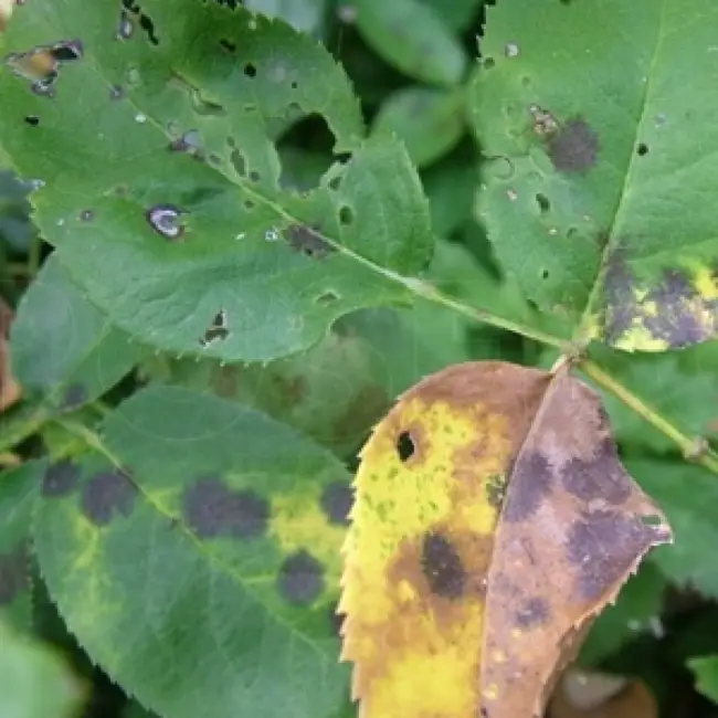 Хлоротическая пятнистость листьев яблони — Копилка знаний