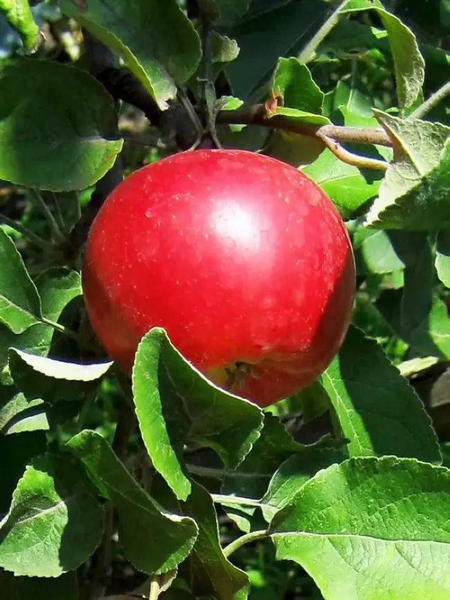 Сорт яблони Августа, описание, характеристика и отзывы, а также особенности выращивания данного сорта