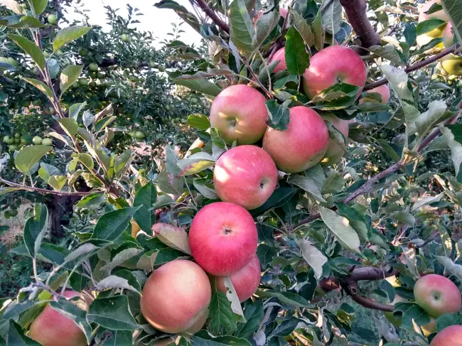 Высокоурожайная яблоня Айдаред: описание, фото