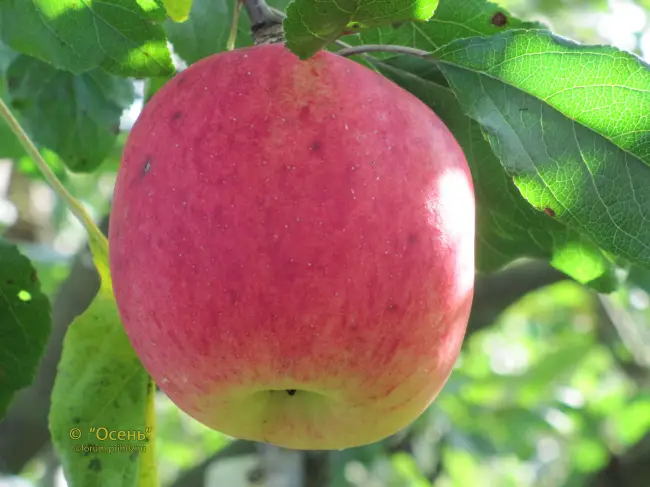 Сорт яблок Бойко Александр — урожайный великан
