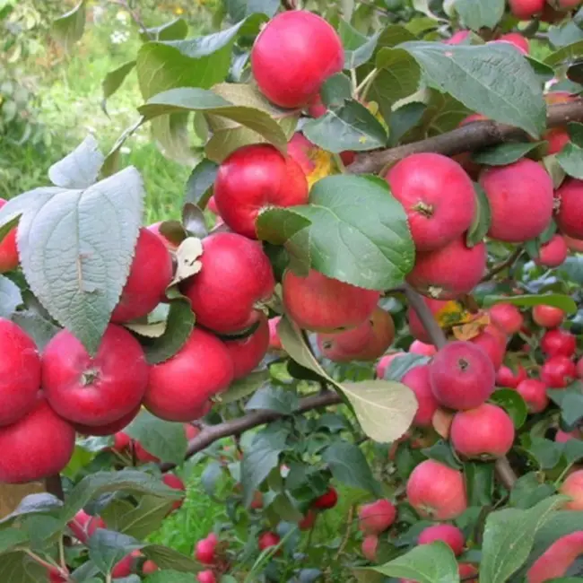 Яблоня алтайская красавица описание сорта — Яблоня