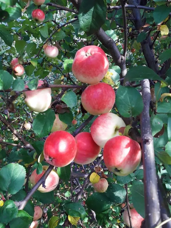 Яблоня «Алтайское багряное»  — описание сорта, фото, отзывы, особенности посадки и ухода