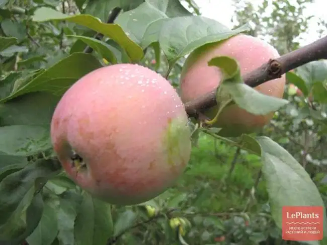 Описание и разновидности яблони сорта анис посадка и уход