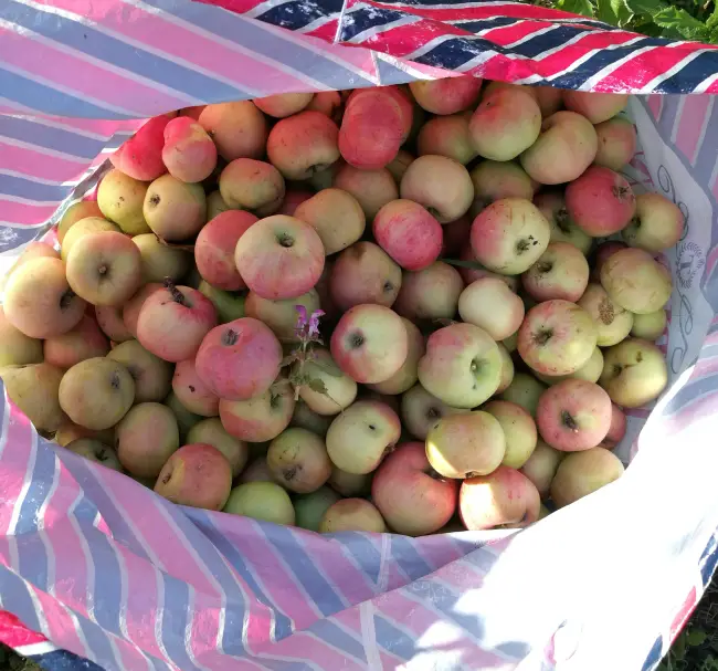 Описание сорта яблони Антоновка: фото яблок, важные характеристики, урожайность с дерева