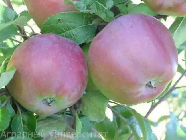 Сорт яблок Антей: описание и фото, отзывы