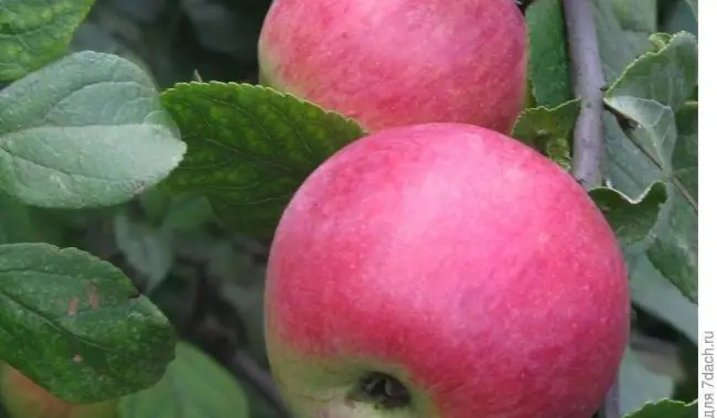 Афродита — один из лучших сортов яблок. Всё о нём