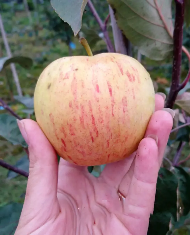 Описание сорта яблони Балтика: фото яблок, важные характеристики, урожайность с дерева