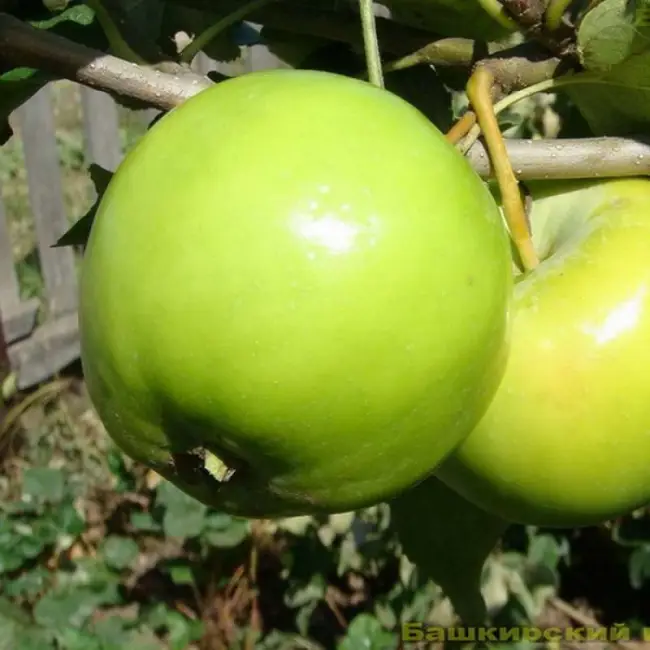 Описание сорта яблони Башкирский изумруд
