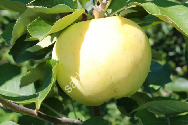 Яблоня Белое летнее — Питомник растений Сибирский сад