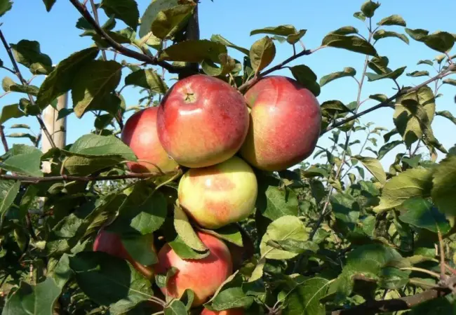 Описание сорта яблони Белорусское сладкое: фото яблок, важные характеристики, урожайность с дерева