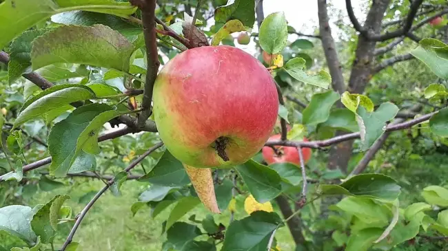 Характеристики и описание сорта яблони Богатырь, посадка и уход, сроки уборки яблок на хранение + фото дерева и плодов