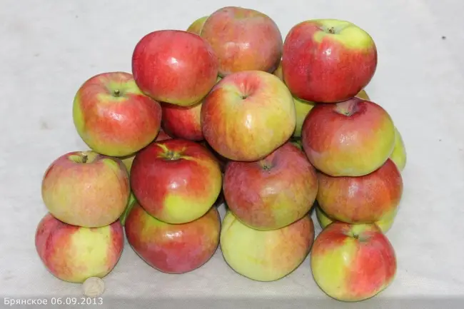 Выращивание яблони Брянское