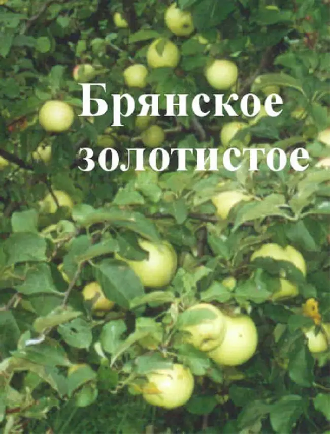 Описание сорта яблони Брянское золотистое: фото яблок, важные характеристики, урожайность с дерева
