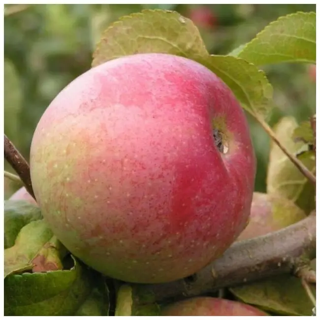 Описание сорта яблони Ветеран: фото яблок, важные характеристики, урожайность с дерева