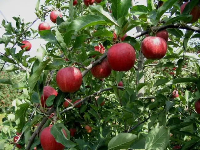 Яблоня Гала: описание сорта яблок + фото, отзывы