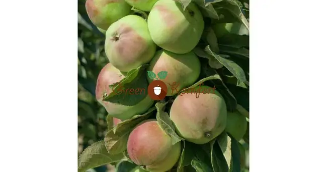 Описание сорта яблони Гейзер: фото яблок, важные характеристики, урожайность с дерева