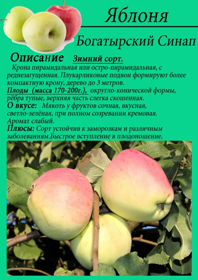 Яблоня Горный Синап — особенности сорта и ухода, урожайность на приусадебном участке, отзывы садоводов