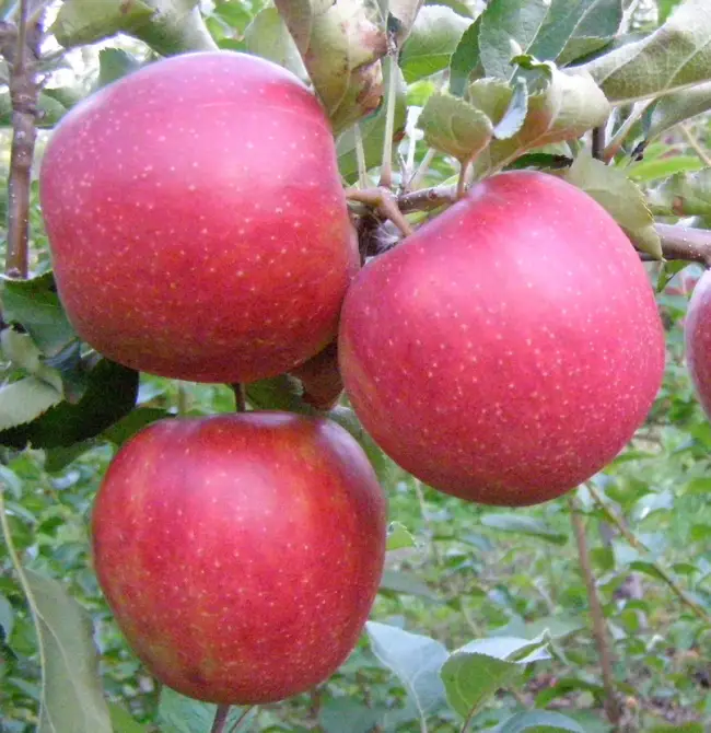 Дитя популярных родителей — яблоня сорта Джонаголд