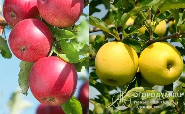Подробная характеристика и особенности выращивания яблони сорта Джонатан