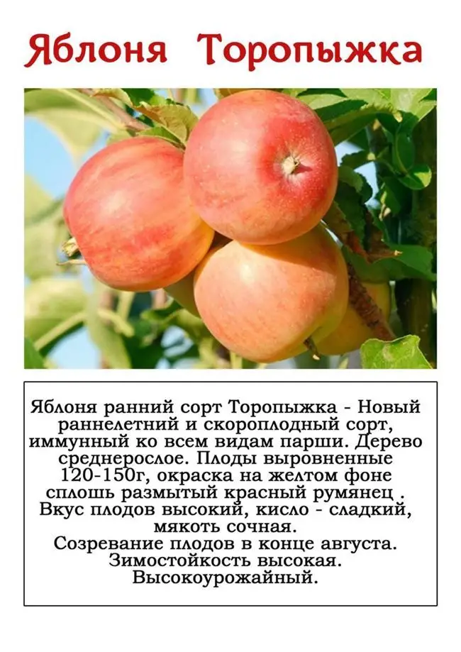 Описание сорта яблони Диалог фото яблок, важные характеристики, урожайность с дерева