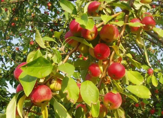 Описание сорта яблони Дружба народов: фото яблок, важные характеристики, урожайность с дерева