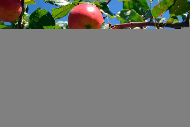 Яблоня Дружное (Drujnoe) — энциклопедия садовых растений. Яблоня — описание, особенности