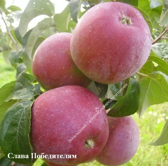 Сорт яблони Имант: фото, отзывы, описание, характеристики.