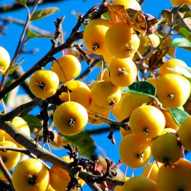 Яблоня Китайка золотая ранняя: ТОП отзывы, выращивание сорта