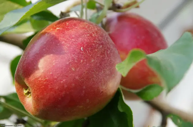 Описание сорта яблони Коваленковское: фото яблок, важные характеристики, урожайность с дерева