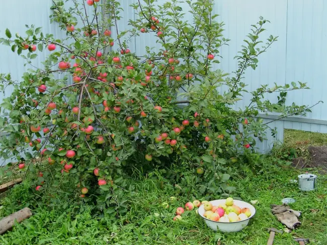 Яблоня Ковровое: ТОП отзывы, секреты выращивания с фото