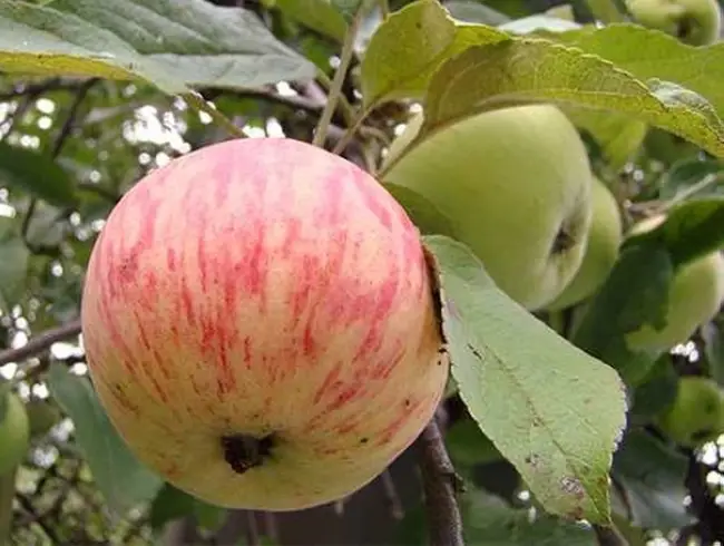 Описание сорта яблони Коричное новое: фото яблок, важные характеристики, урожайность с дерева