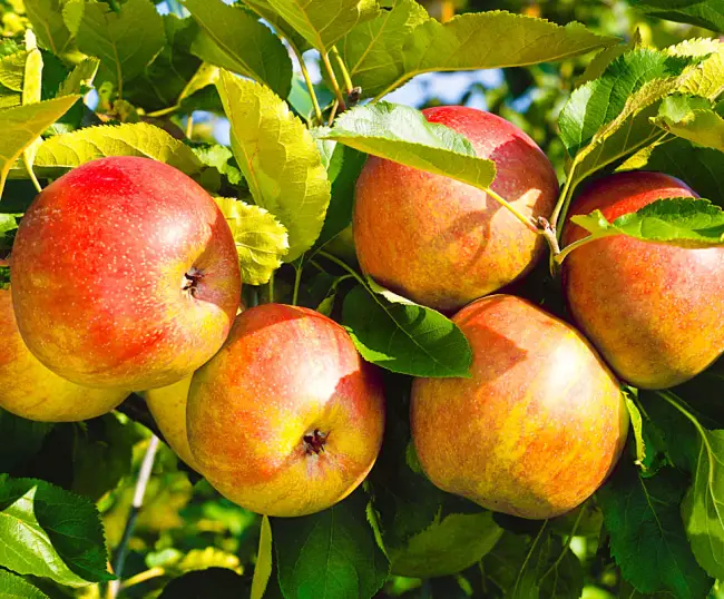 Сорт яблони Летнее полосатое: фото, отзывы, описание, характеристики.