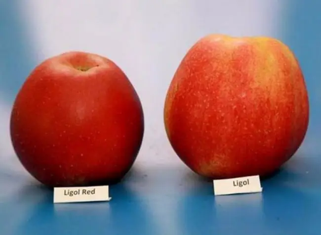Сорт яблони Лигол – характеристика и описание, фото, отзывы садоводов