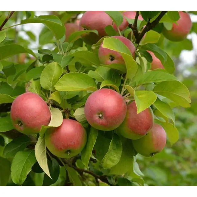 Описание сорта яблони Лобо — особенности, правила посадки и ухода, сбор урожая + фото