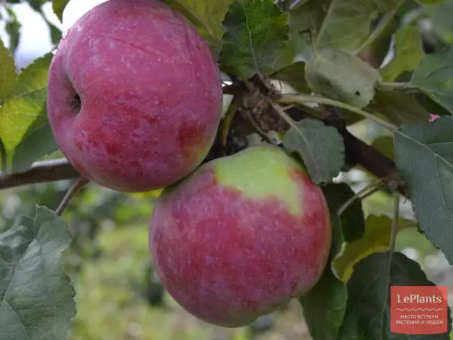 Описание сорта яблони Малиновка: фото яблок, важные характеристики, урожайность с дерева