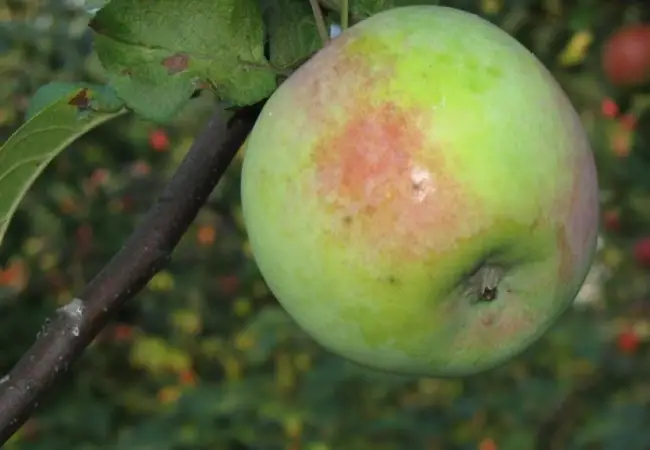 Ах, какое вкусное «Мартовское» яблоко: описание сорта и его особенности