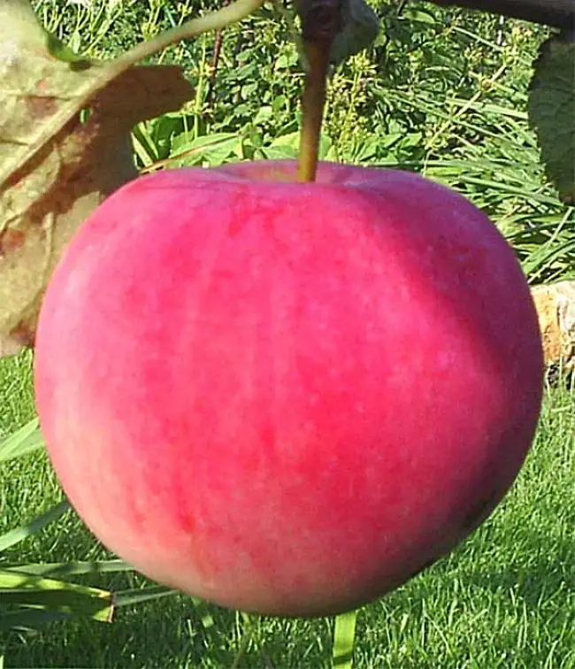 Яблоня башкирское зимнее описание сорта — Лучшие сорта яблонь для башкирии