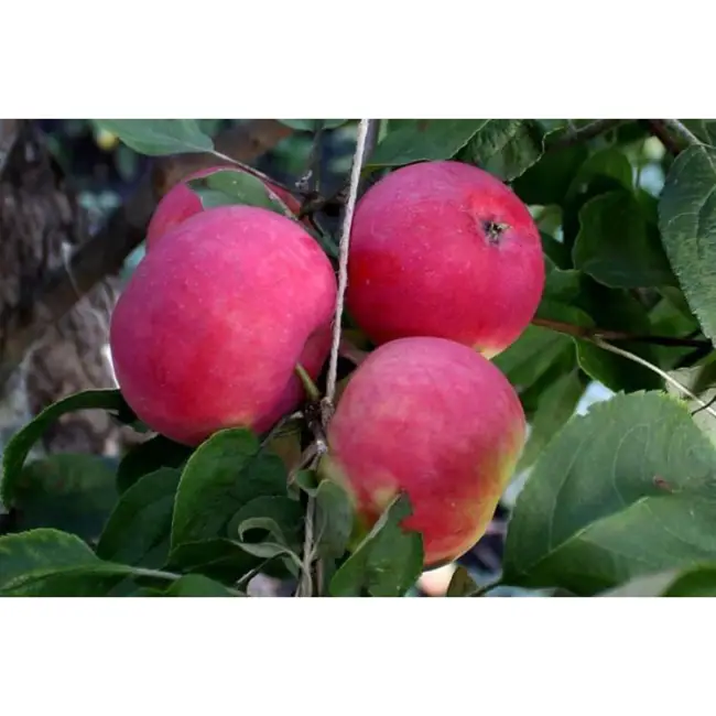 Иммунный сорт яблони Зарянка - описание и фото