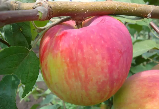 Популярная яблоня Мельба - описание и фото