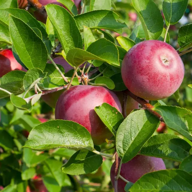 Описание сорта яблони Московское ожерелье: фото яблок, важные характеристики, урожайность с дерева