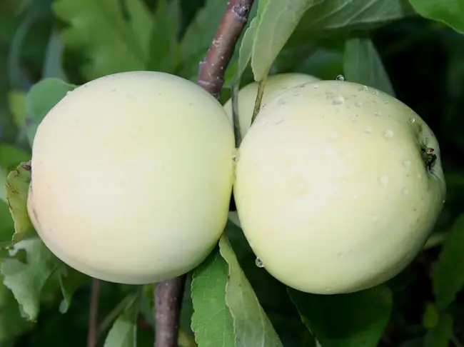 Яблоки Белый Налив: описание сорта, фото, отзывы