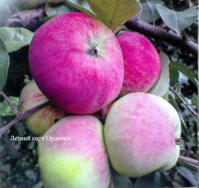 Яблоня Розовый налив: особенности сорта и ухода