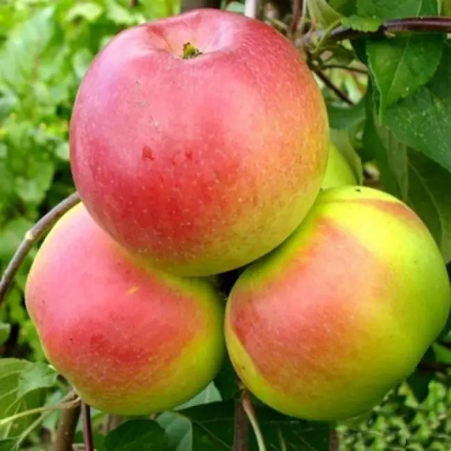 Яблоня Осенее низкорослое — сорт карлик с обильным урожаем
