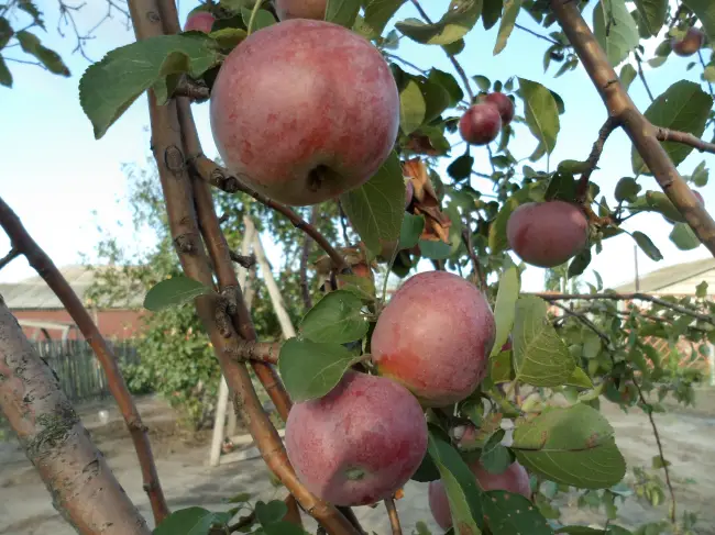 Сорт яблони Орлик, описание, характеристика и отзывы, а также особенности выращивания данного сорта
