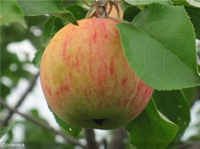 Характеристика сорта яблони Орлинка: особенности посадки и уход