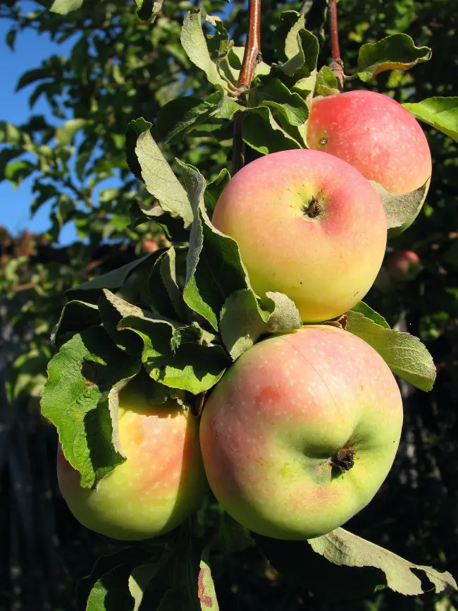 Яблоня Осенняя Радость — любимица садоводов